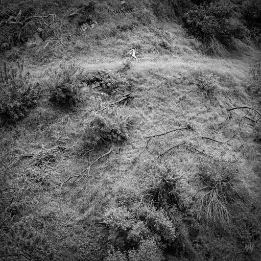 the album cover for Anna Tivel - Animal Poem