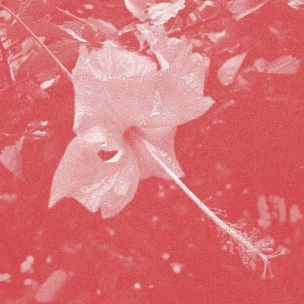 the album cover for Celer - Poulaine